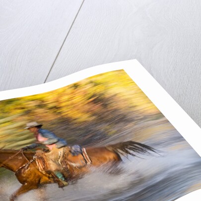 Cowgirl riding through river on a horse by Anonymous