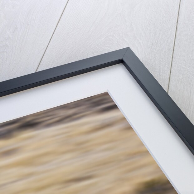 Cowgirl riding the range by Anonymous