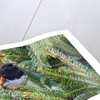 Rufous Towhee by Anonymous