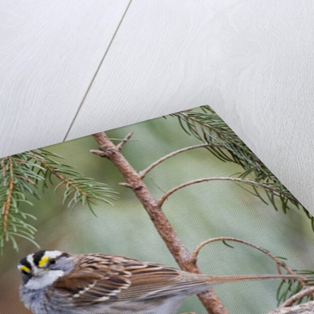 White-throated Sparrow by Anonymous
