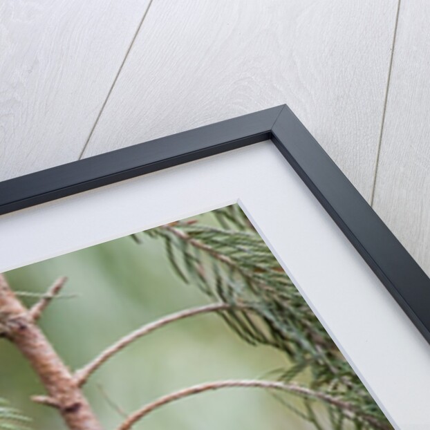 White-throated Sparrow by Anonymous