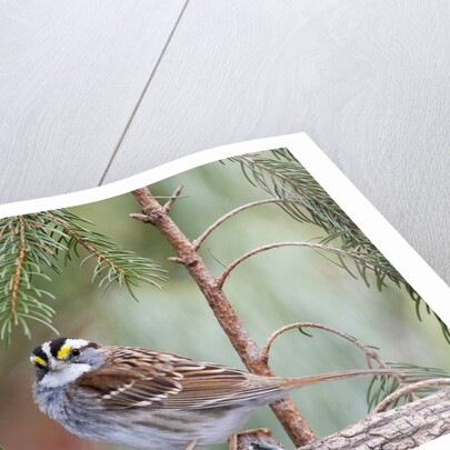 White-throated Sparrow by Anonymous