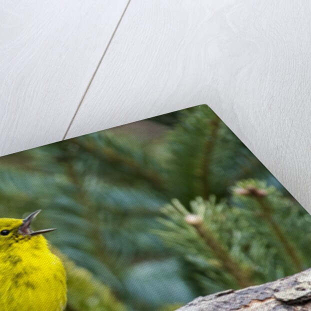 Pine Warbler by Anonymous