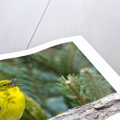 Pine Warbler by Anonymous