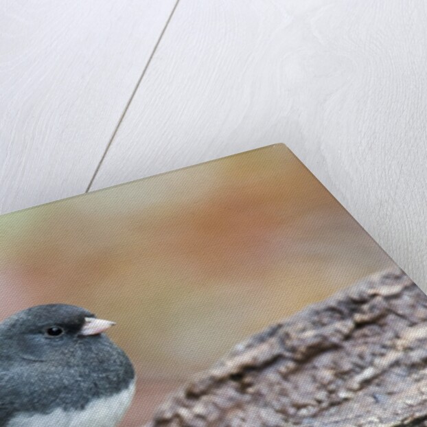 Dark-eyed Junco by Anonymous