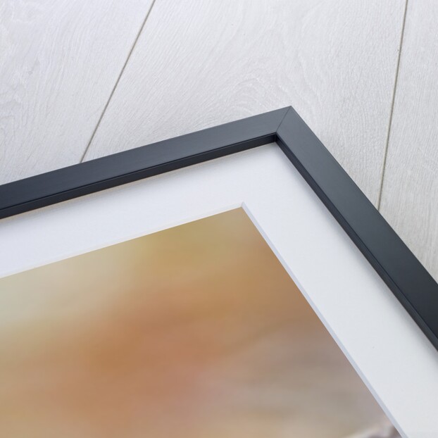 Dark-eyed Junco by Anonymous