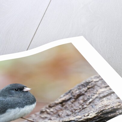 Dark-eyed Junco by Anonymous