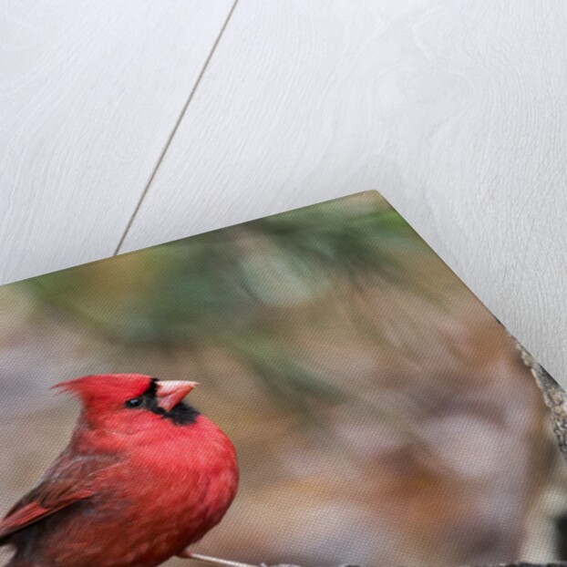 Northern Cardinal by Anonymous