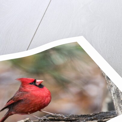 Northern Cardinal by Anonymous