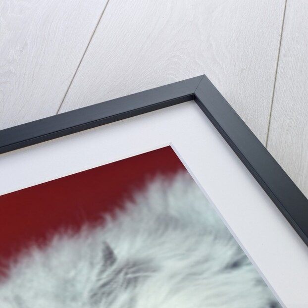 gray White Long Haired Cat Blue Eyes Pink Nose Looking At Camera Uncertain Secret Mean Expression by Anonymous