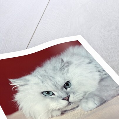 gray White Long Haired Cat Blue Eyes Pink Nose Looking At Camera Uncertain Secret Mean Expression by Anonymous