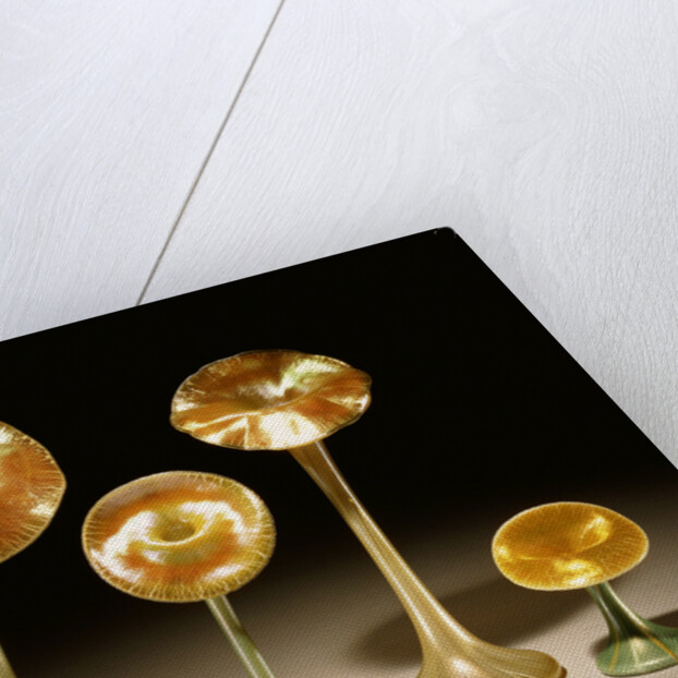 A group of Quezal Iridized glass 'Lily' vases by Anonymous