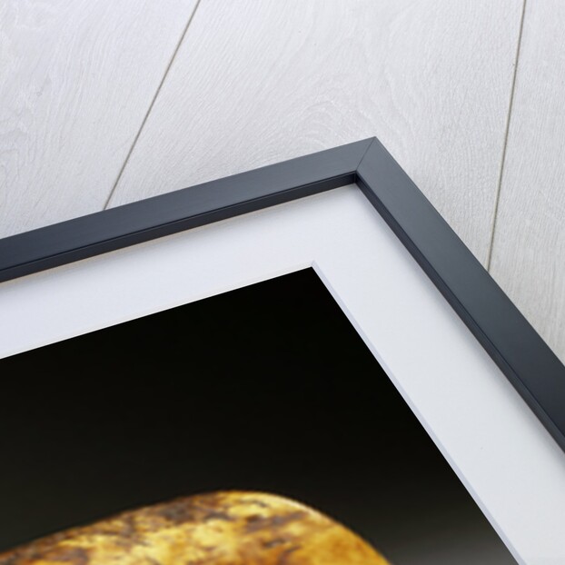 An Inuit large marine ivory polar bear by Anonymous