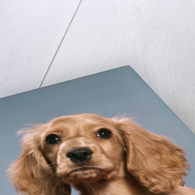1980s Cute Cocker Spaniel Puppy Looking At Camera by Anonymous