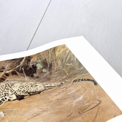 A Leopard by Wilhelm Kuhnert