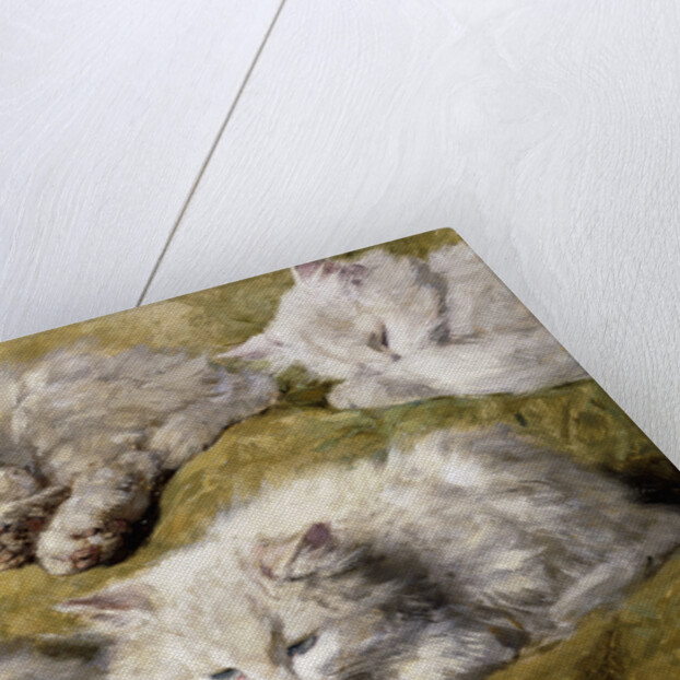 Studies of a Long-haired White Cat by Henriette Ronner-Knip