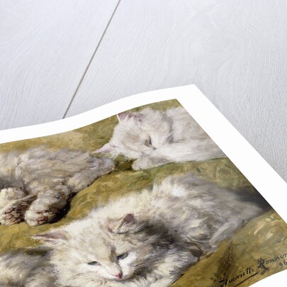 Studies of a Long-haired White Cat by Henriette Ronner-Knip