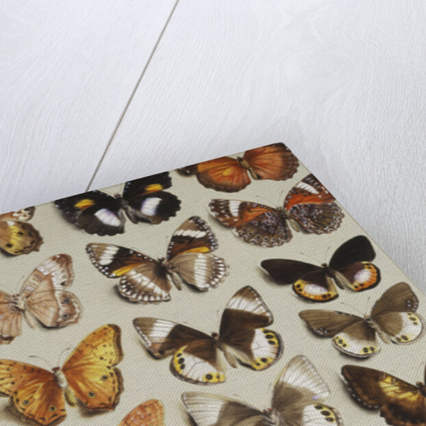Twenty-two butterflies in three columns, all belonging to the family Nymphalidae by Marian Ellis Rowan