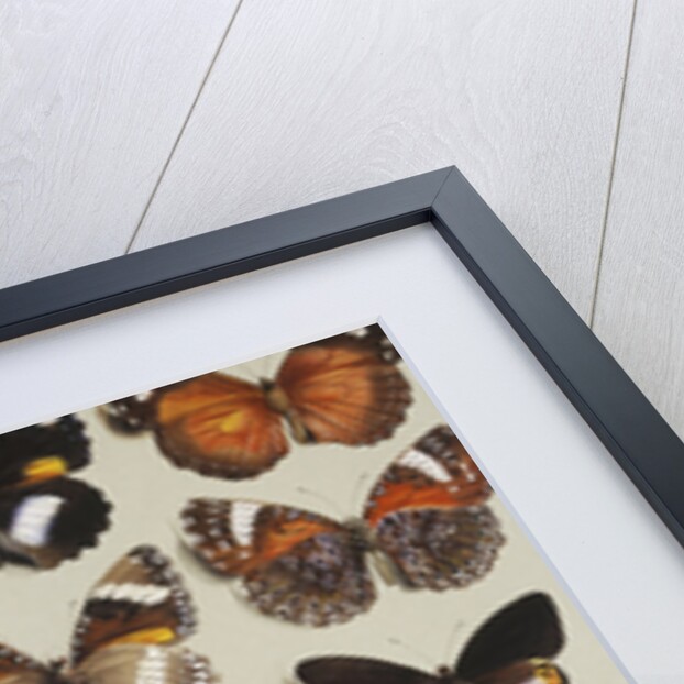 Twenty-two butterflies in three columns, all belonging to the family Nymphalidae by Marian Ellis Rowan