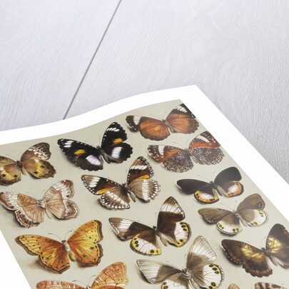 Twenty-two butterflies in three columns, all belonging to the family Nymphalidae by Marian Ellis Rowan