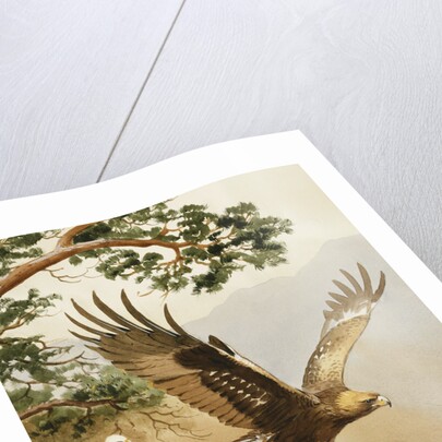 Golden Eagle with Young, Aviemore by John Cyril Harrison