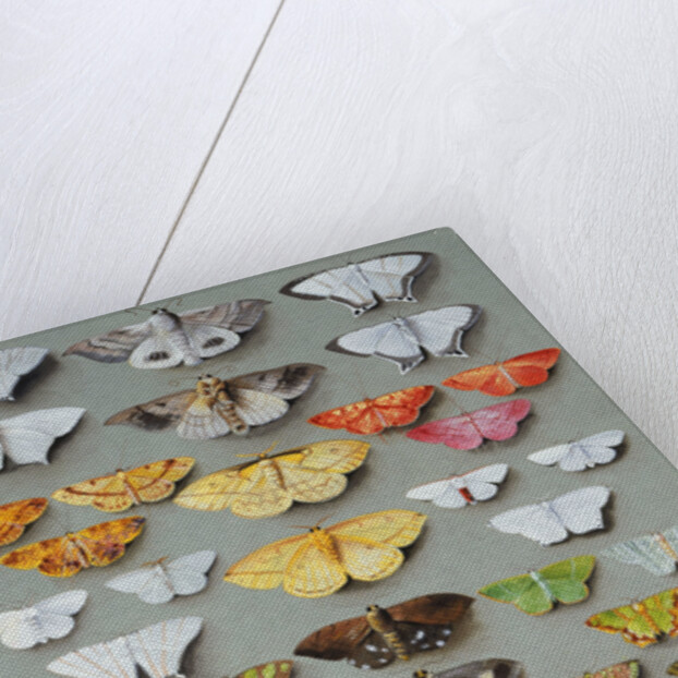 Sixty-three Moths, arranged in three or five irregular columns by Marian Ellis Rowan