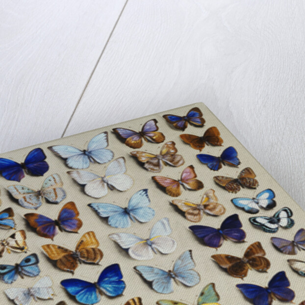 A packed plate of sixty-two butterflies, in five columns, mostly representing some of the larger members of the Lycaendidae by Marian Ellis Rowan