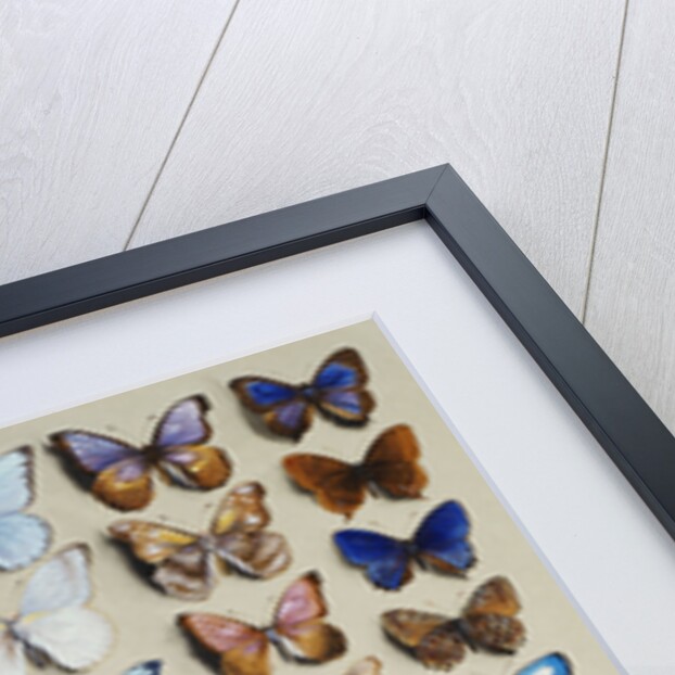 A packed plate of sixty-two butterflies, in five columns, mostly representing some of the larger members of the Lycaendidae by Marian Ellis Rowan