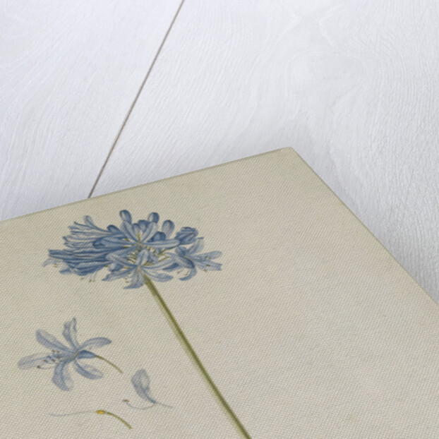 Agapanthus by Georg Dionysius Ehret