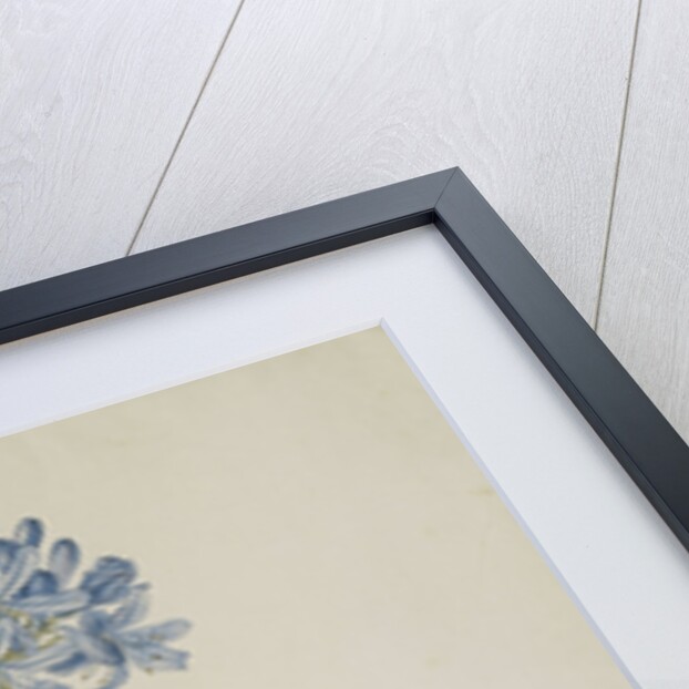 Agapanthus by Georg Dionysius Ehret