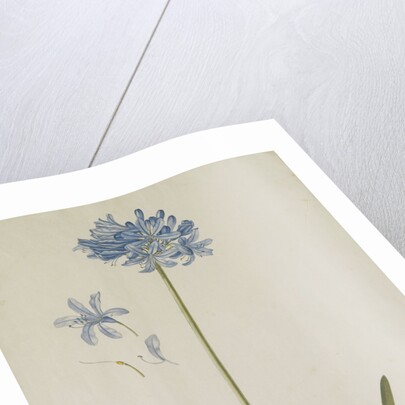 Agapanthus by Georg Dionysius Ehret