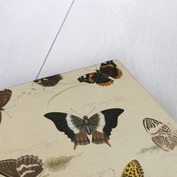 Studies of Butterflies and Insects by Sydenham Teast Edwards