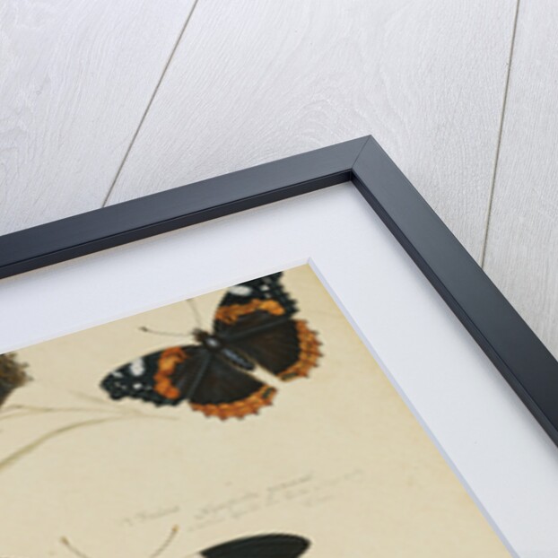 Studies of Butterflies and Insects by Sydenham Teast Edwards