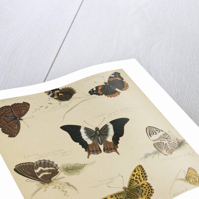 Studies of Butterflies and Insects by Sydenham Teast Edwards