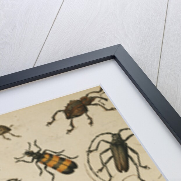 Studies of Insects by Sydenham Teast Edwards