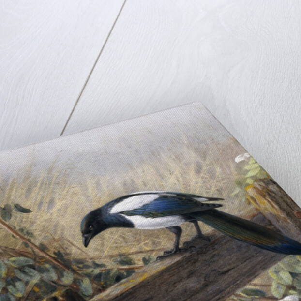 A Magpie Observing Fieldmice by Johan Gerard Keulemans