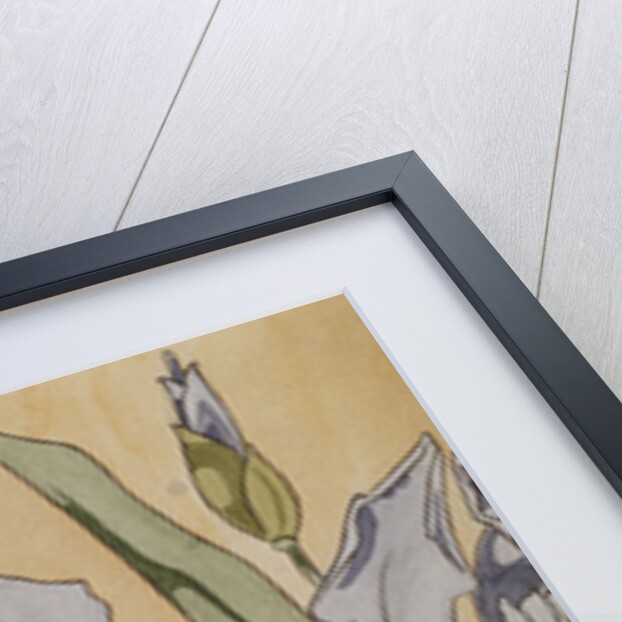 Iris by Kolomon Moser