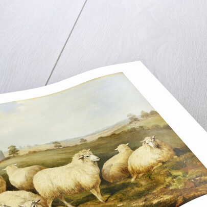 Sheep in a Meadow by James Charles Morris