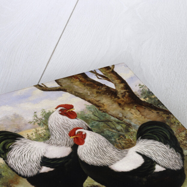 A Silver Wyandotte Cockerel by E G Wippell