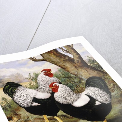 A Silver Wyandotte Cockerel by E G Wippell