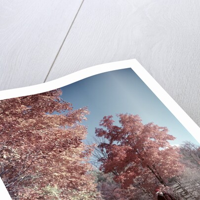 1950s 1960s Senior Couple Man Woman Walking Autumn Country Road by Anonymous