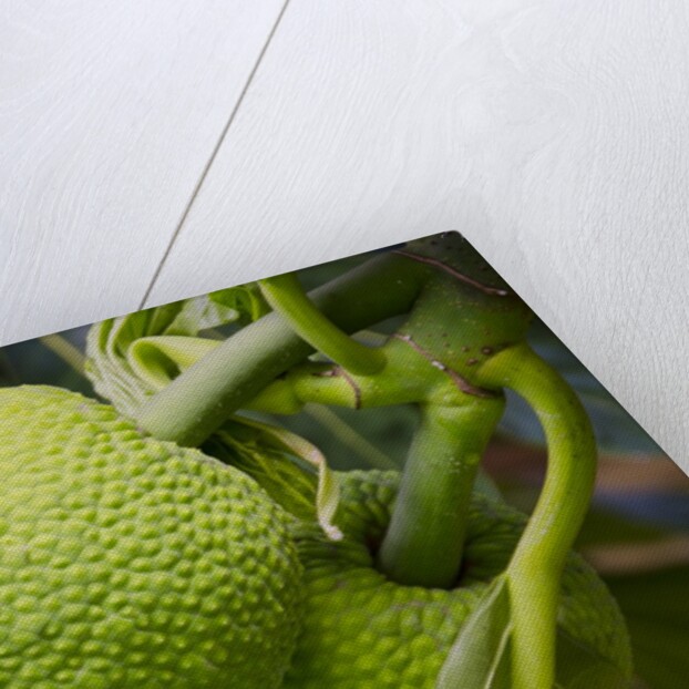Fresh Green Breadfruit by Anonymous