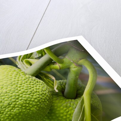 Fresh Green Breadfruit by Anonymous