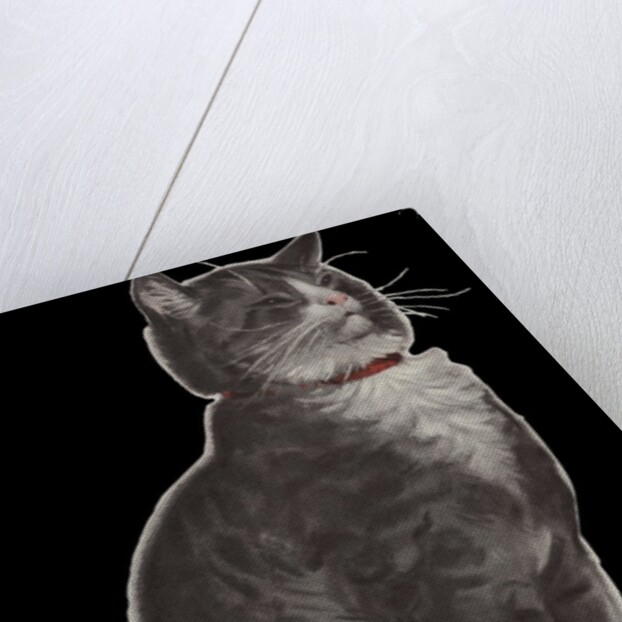 Dignified grey tabby cat by Anonymous