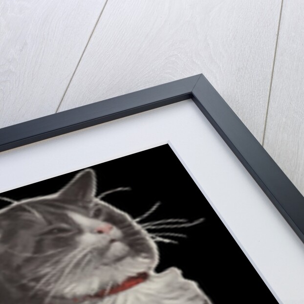 Dignified grey tabby cat by Corbis