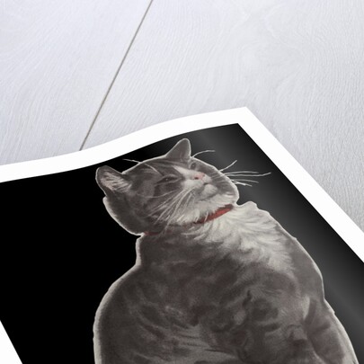 Dignified grey tabby cat by Corbis