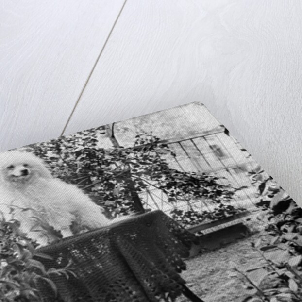 A shaggy looking dog awaits grooming on a table, ca. 1910 by Anonymous