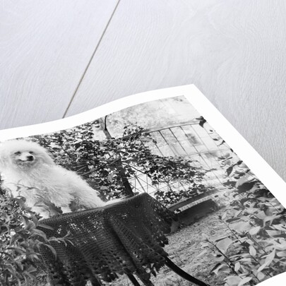 A shaggy looking dog awaits grooming on a table, ca. 1910 by Anonymous
