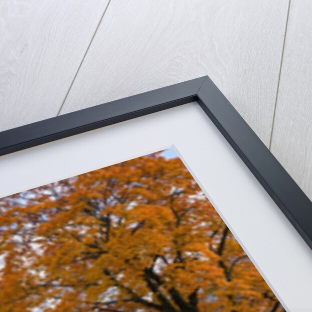 Autumn colors by mountain range by Anonymous