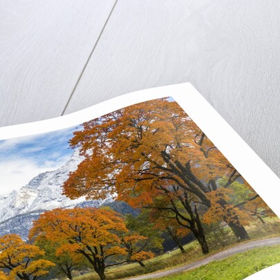 Autumn colors by mountain range by Anonymous